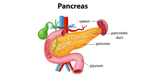 detailed anatomical illustration of the pancreas