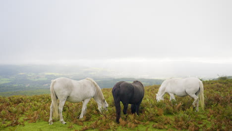 horses grazing on a hilltop view