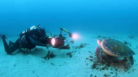 an underwater cameraman with lights filming a turtle for a documentary program