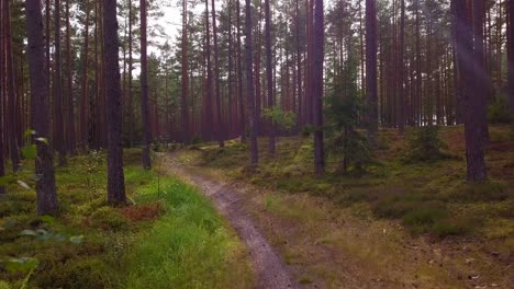 wild pine forest with green moss and heather under the trees, slow aerial shot moving low between trees, forest road, sunny autumn day, sunrays and shadows, wide angle drone shot moving forward