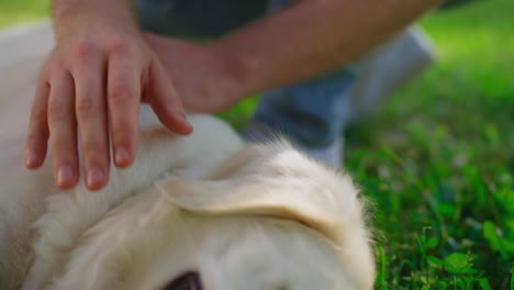 man hand petting happy golden retriever closeup. dog lying green field resting.