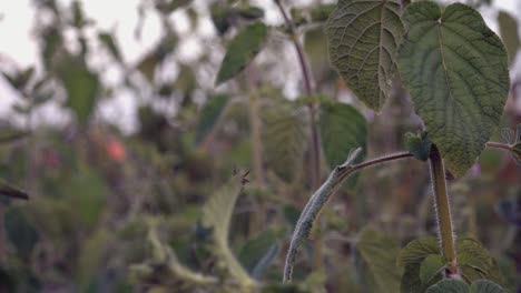 araña explorando la red en busca de sabrosos bocados