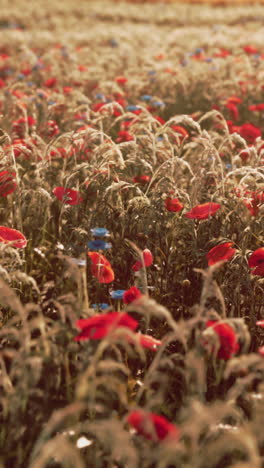 red poppies and cornflowers in a field