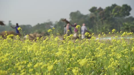 Flores-De-Mostaza-Están-Floreciendo-En-El-Vasto-Campo