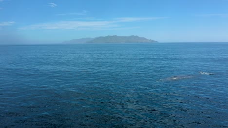 Vista-Aérea-Estática-Del-Aire-De-La-Ballena-Y-Su-Casualidad-Elevándose-Sobre-La-Superficie-En-La-Bahía-Magdalena