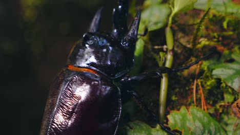 Rhinoceros beetle climbing in the Amazon rainforest, captured in detailed closeup. Megasoma Actaeon