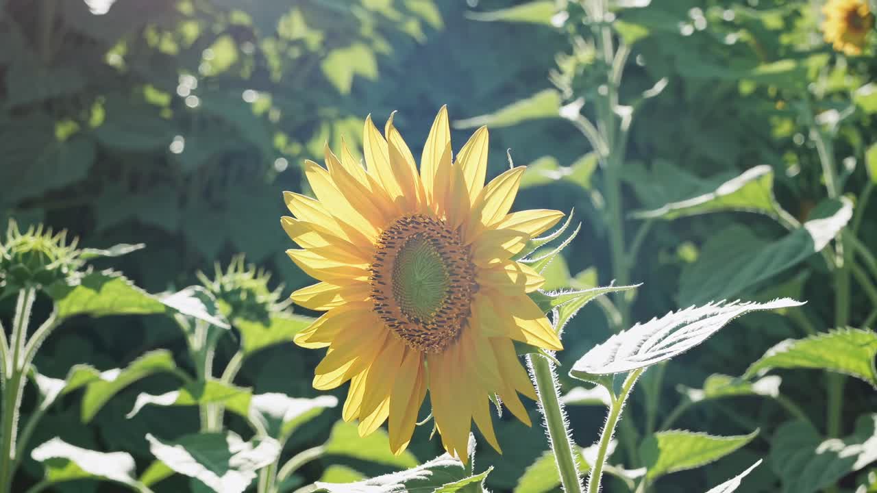 Videoen viser en strålende solsikke i full blomst, badet i sollys, med fokus på det naturlige.