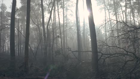 misty forest scene after storm or fire