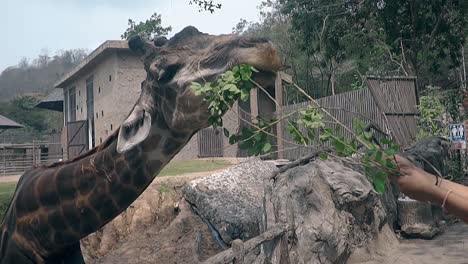 funny clever spotted giraffe takes green juicy leaves