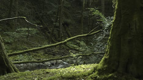 a slow tracking shot reveals moss covered tree's next to an ancient stream