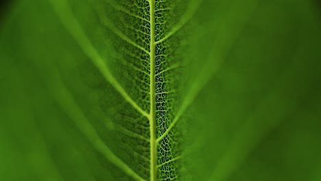 rotating green leaves and dandelion macro shot slow spinning