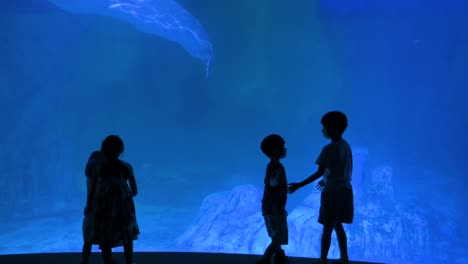 young visitors gaze at beluga whales, also known as white whales, in the gallery at oceanografic, located in valencia's city of arts and sciences, europe’s largest aquarium in spain.