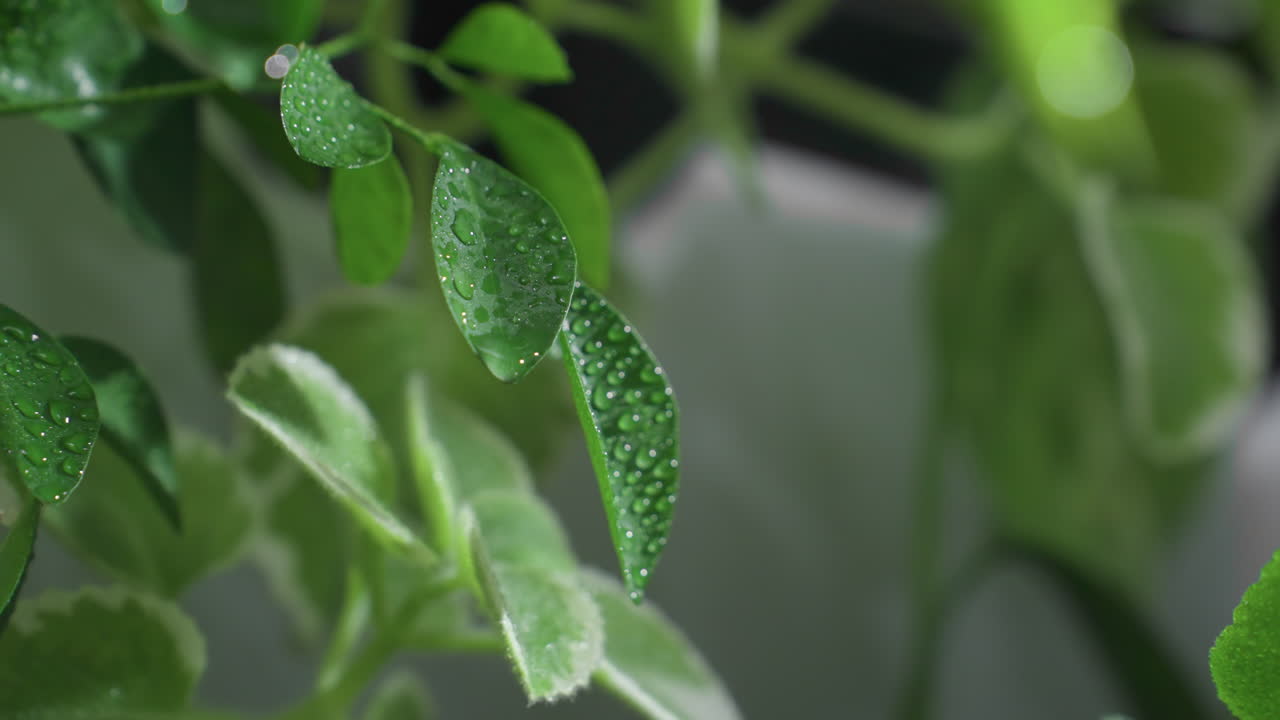 Close up vibrant green leaf releasing water droplets as fine mist settles around glossy foliage against blurred indoor background capturing hydration ritual and nurturing plant care ambiance