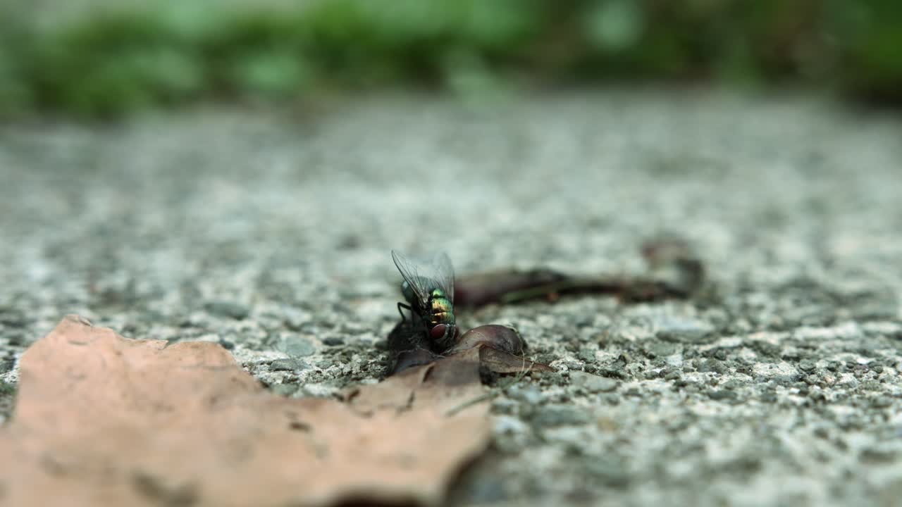 mosca insecto alimentándose en el suelo
