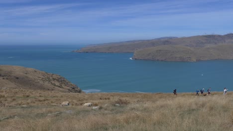 Eine-Gruppe-Von-Menschen-Geht-Im-Sommer-Bergauf,-Vorbei-An-Grasenden-Schafen---Breeze-Col,-Banks-Peninsula