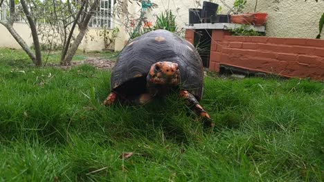 curious red-footed tortoise (chelonoidis carbonarius) typical  walking towards the camera. isolated and turtle face close up.