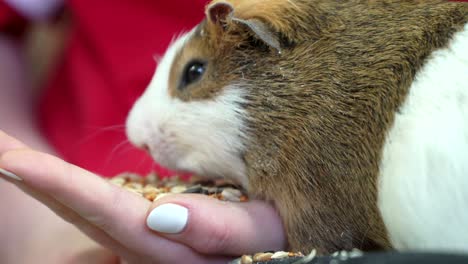 pet eats in hands of man. girl feeding pet guinea pig closeup in contact zoo, concept of tenderness , caress, trust