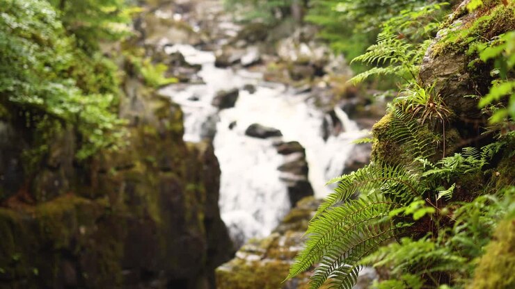 Cascada rodeada de helechos verdes exuberantes
