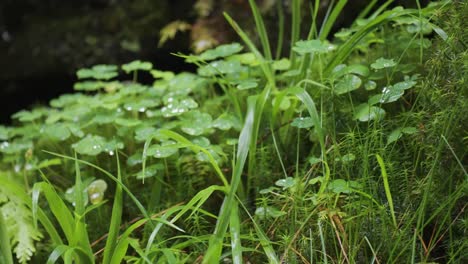 lush green grass and weeds covered with dew on the dark background