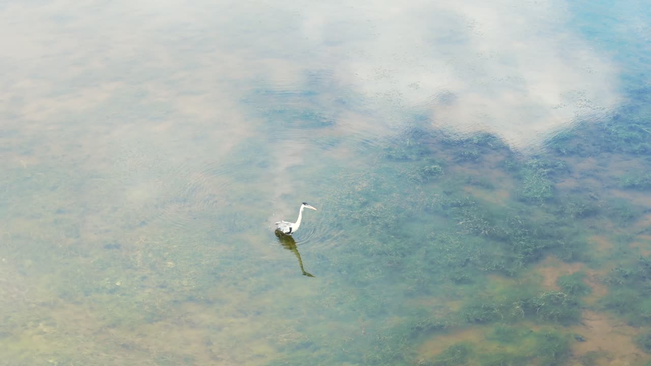 Great egret fishing in a beautiful lagoon with shallow and crystal-clear waters