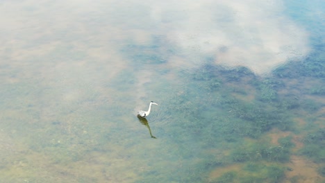 Great-egret-fishing-in-a-beautiful-lagoon-with-shallow-and-crystal-clear-waters