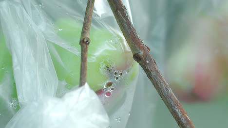 manojo de fruta de manzana rosa envuelta en una bolsa de plástico mientras está en las ramas de los árboles