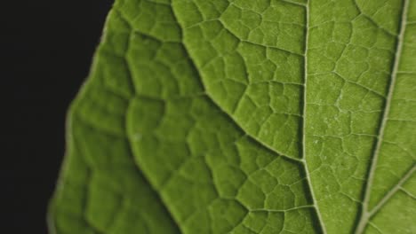 textura de hoja verde sobre fondo negro