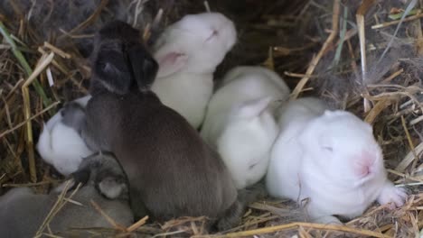 newborn rabbits in the nest