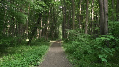 walking through dense forest path