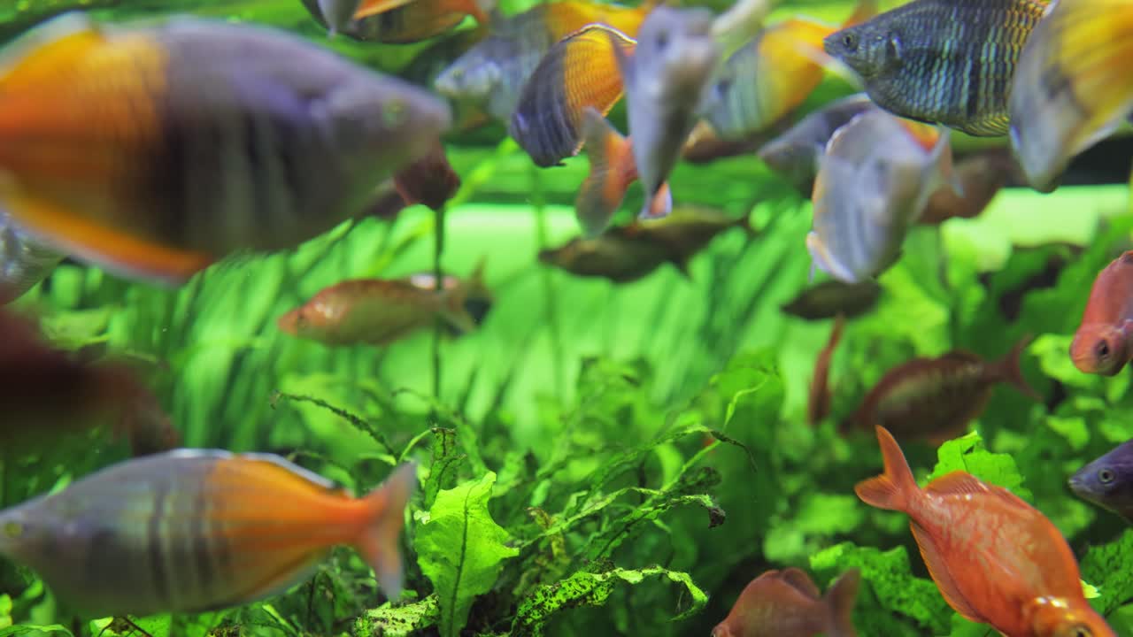 el pez arco iris boesemani (melanotaenia boesemani) es una especie de pez de la familia melanotaeniidae.