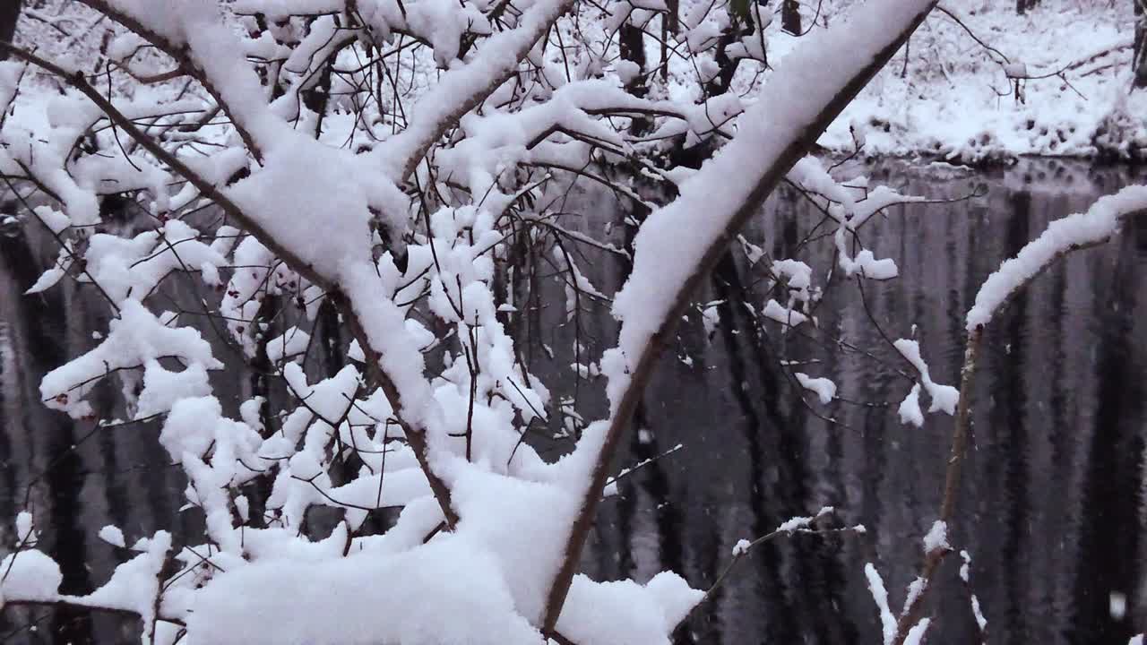 북유럽의 수원에 있는 나뭇가지에 눈이 내리고 있다