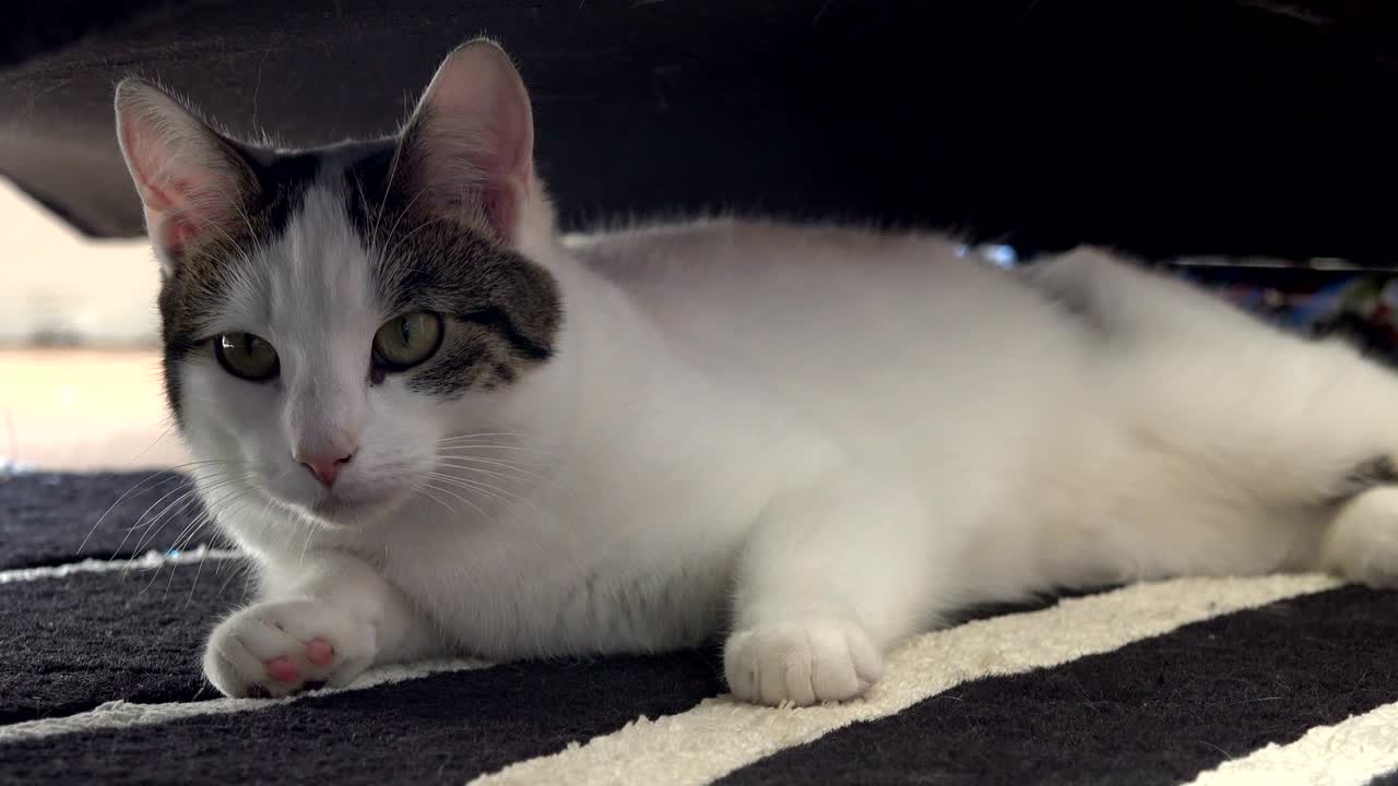 한 살짜리 새끼 고양이 집 고양이가 일어납니다.