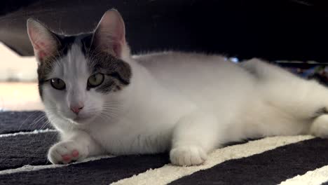 gato de casa de un año de edad blanco se levanta