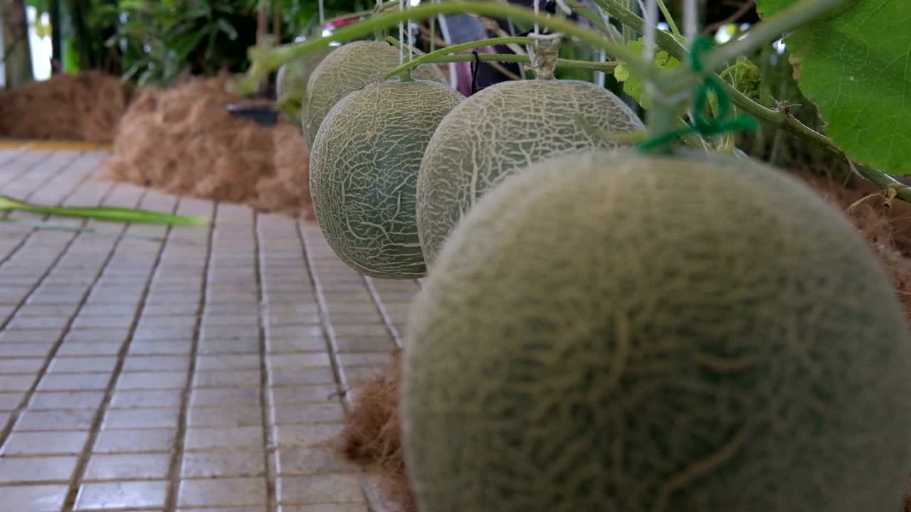 cultivo de melón verde en la granja apoyado por redes de melón de cuerda