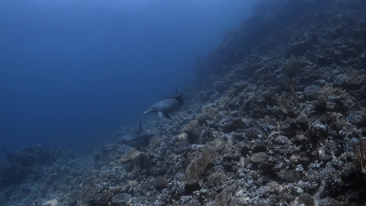 Two dolpins swim by the camera and away in the distance over sun bleached coral reefs in 50fps. Red Sea Egypt.