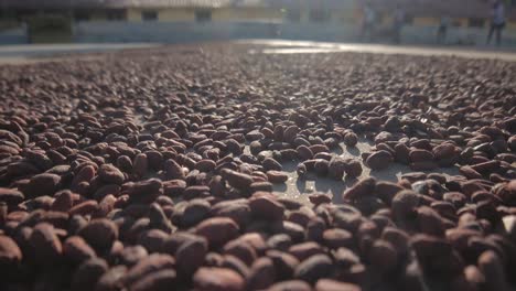 Langsame-Nahaufnahme-Von-Rechts-Nach-Links-Eines-Endlosen-Haufens-Von-Kakaobohnen,-Die-In-Der-Sonne-Trocknen