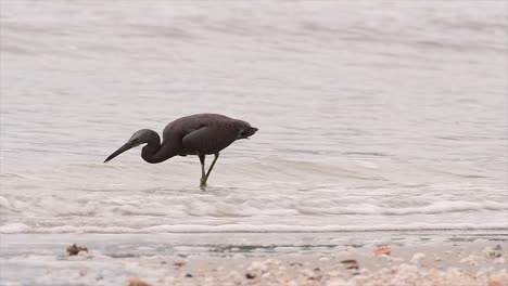 The-Pacific-Reef-Heron-can-be-found-in-different-oceanic-areas-in-Asia-and-can-be-difficult-to-identify-when-it-is-in-its-Light-Morph