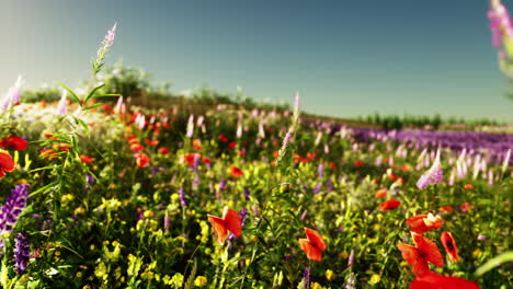 beautiful field of wildflowers