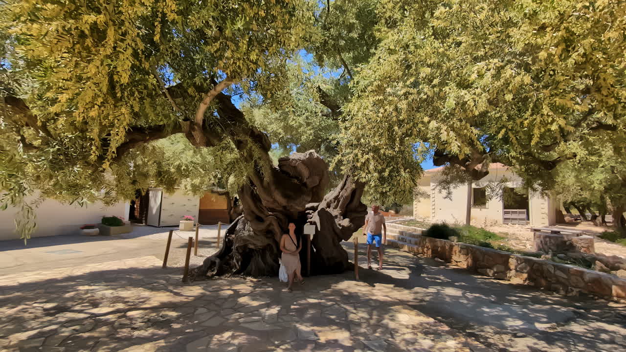 An ancient olive tree with thick branches under a sunny blue sky outdoors