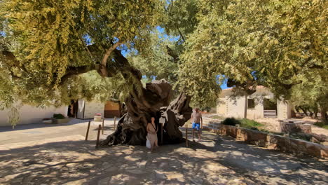 an ancient olive tree with thick branches under a sunny blue sky outdoors