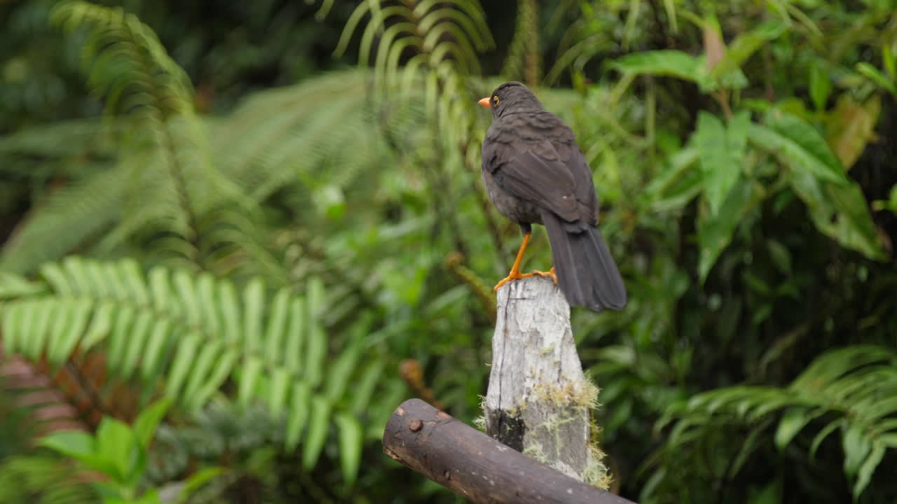 pájaro de la selva naranja y negro