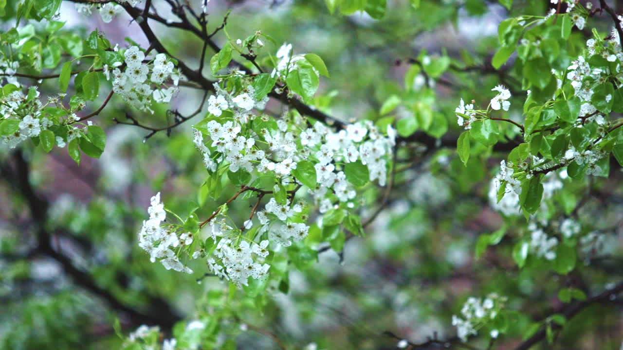 葉のある花の咲く木の枝に降り注ぐ安定した雨 – スーパースローモーション