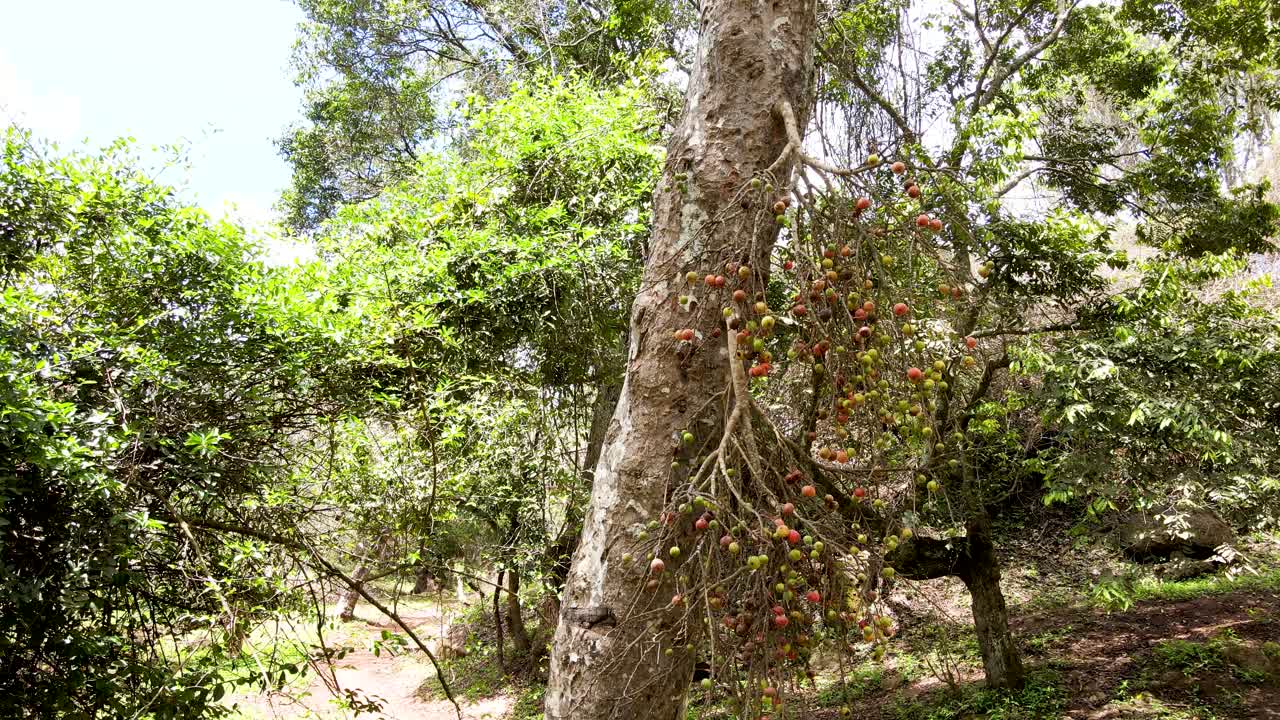 야외 마을 하늘 공중 풍경 숲의 아름다운 마을 풍경 - 농촌 숲의 항공 사진 케냐 - 무선 드론 쿼드 콥터 컨트롤러