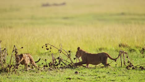 slow motion shot of playful young lion cub playing with tree on african masai mara savannah grasslands, african wildlife in maasai mara national reserve, kenya, africa safari animals in