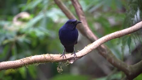 an endemic javanese bird called the vjavan whistling thrush is perched von na tree branch