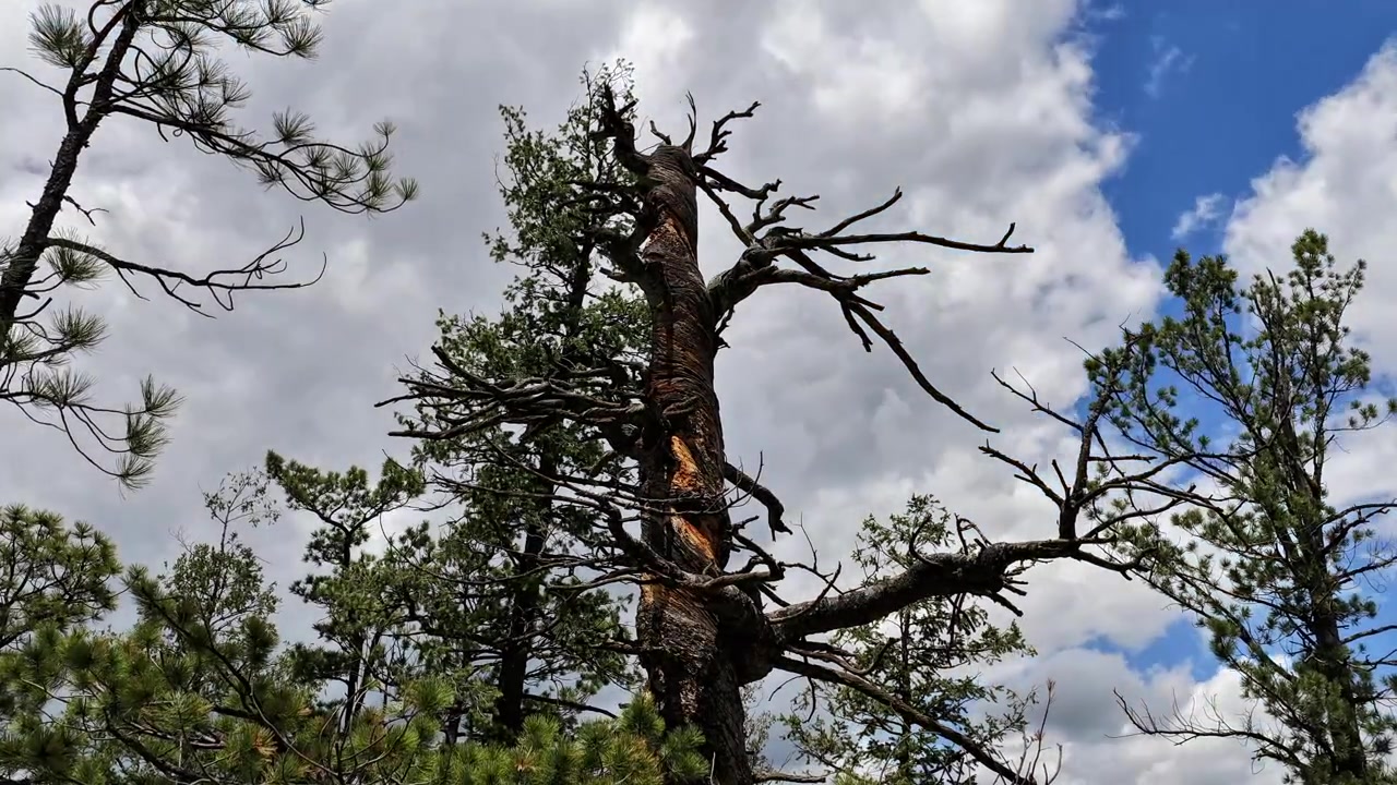 Un timelapse meteorologico di un minaccioso albero morto stagliato contro nuvole in rapido movimento. Forti venti spingono il movimento atmosferico, causando dinamici cambiamenti di ombra e luce attraverso i rami spogli.