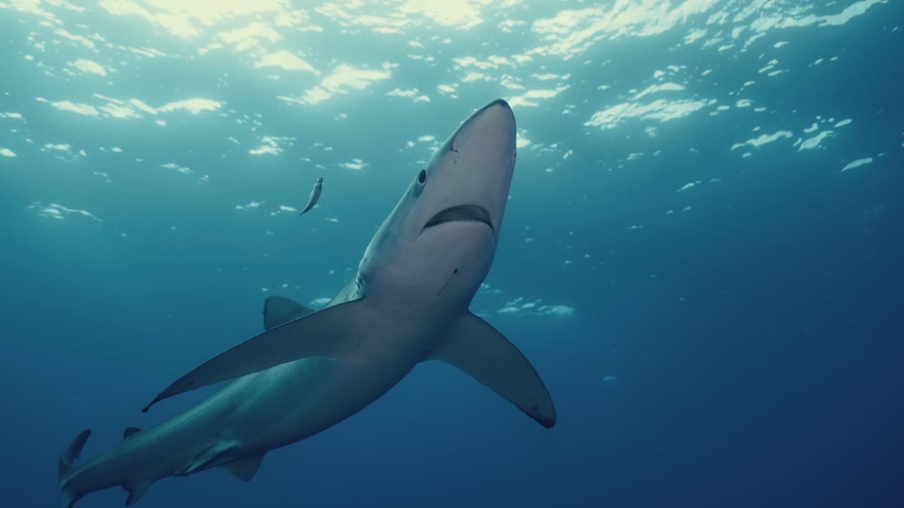gran tiburón azul nadando de cerca con luz de fondo y rayos de luz en el océano atlántico cerca de las islas azores