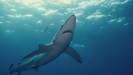 large blue shark swimming close up with backlight and light rays in the atlantic ocean near the azores islands