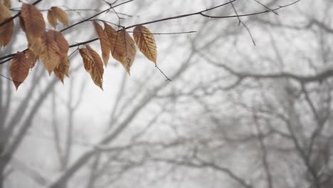 Nebliger-Hintergrund,-Während-Steigende-Temperaturen-Den-Schnee-Schmelzen