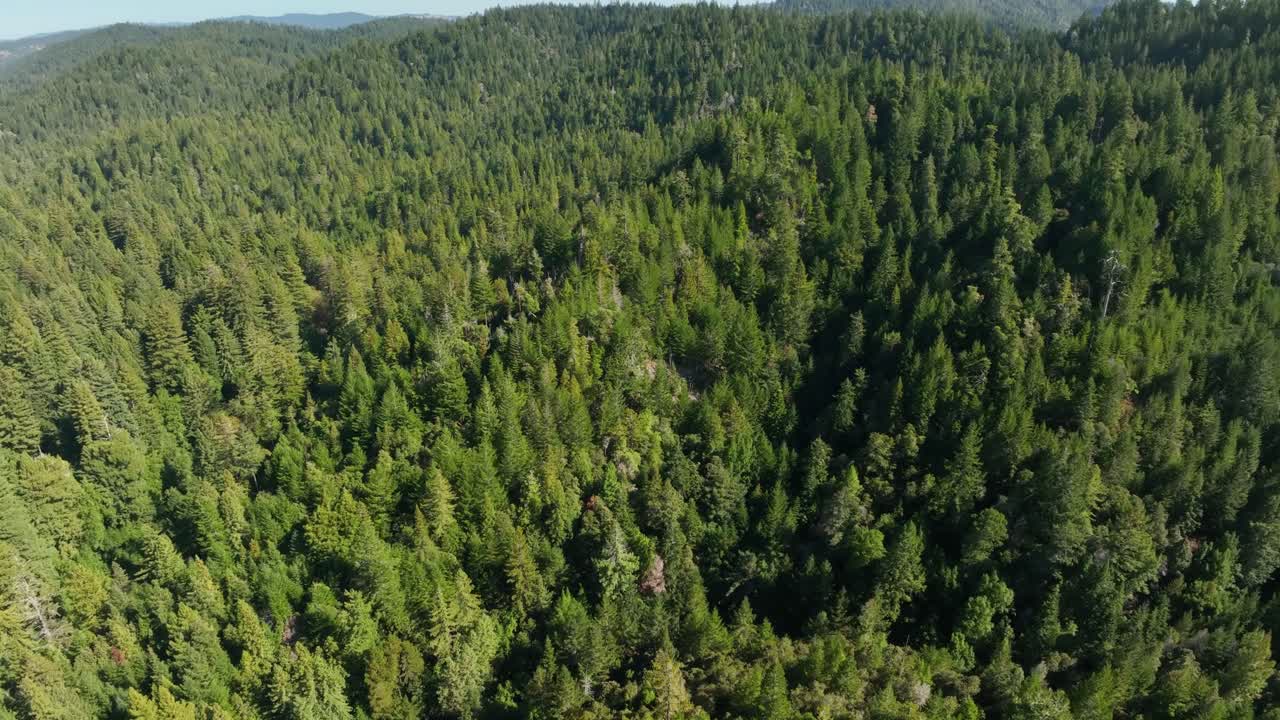 High up aerial view tilting down over the Northern California evergreen forests